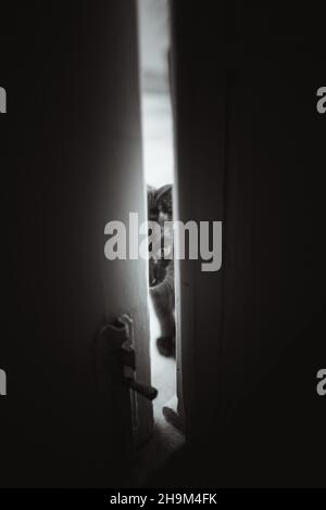 Curious Cat looking through a open door Stock Photo
