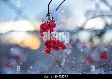 Snow covered red viburnum berries on a blurred background of the sunset Stock Photo