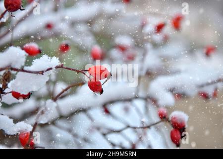 Frosted red rose hips in the winter garden Stock Photo