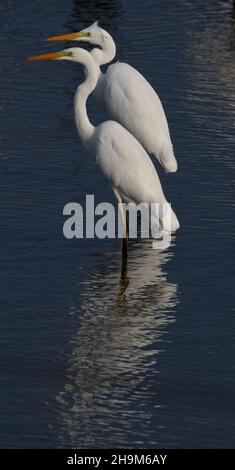 great egrets on the blue lake water Stock Photo