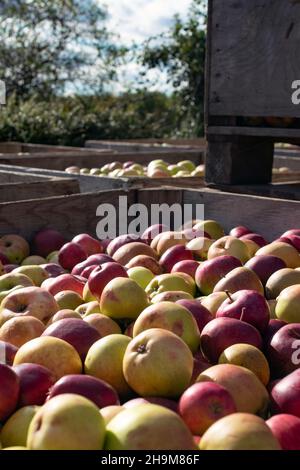 Cases of many red and yellow apples in on a farm Stock Photo
