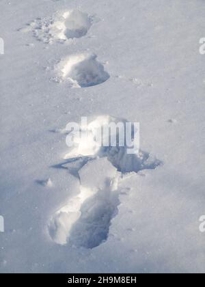 Beaten path through a snow-covered field, winter landscape during ...