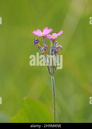flowerhead of Bird's Eye Primrose (Primula farinosa) with pink & yellow petals aging to blue & orange on tall stem in green meadow Cumbria, England,UK Stock Photo
