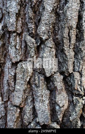 Tree bark close up in the forest. Stock Photo