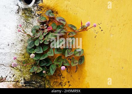 Pink globe amaranth flowers on the wall (Gomphrena globosa) Stock Photo