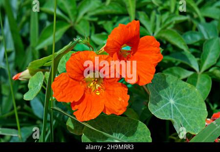 Garden nasturtium or Indian cress flowers (Tropaeolum majus) Stock Photo