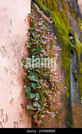 Pink globe amaranth flowers on the wall (Gomphrena globosa) Stock Photo