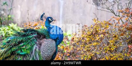 Close-up portrait of beautiful peacock Stock Photo