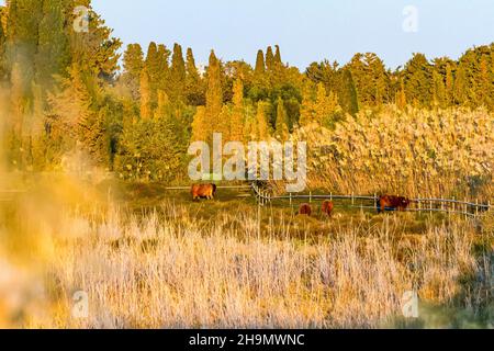 Cows are feeding in a meadow Stock Photo