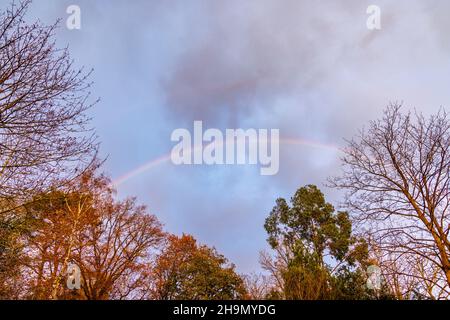 UK weather: A faint single rainbow over the tops trees, some leafless in winter, during bad weather in Surrey, south-east England Stock Photo