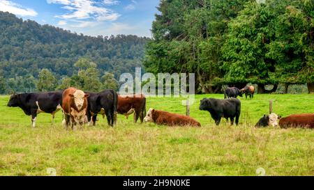 Hereford and angus beef cattle steers in a picturesque green pasture on the South Island of New Zealand. Stock Photo