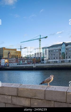 Docklands in pandemium covid-19, Seagull sit at pier in sunlight, Docklands Walking Tour, Walking along Rivwe Liffey in pandemium, Dublin, Ireland Stock Photo