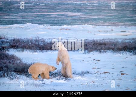 Two adult polar bears (Ursus maritimus) exhibiting dominant and submissive behavior during an interaction beside Hudson Bay, near Churchill, Manitoba, Stock Photo