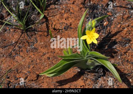 Yellow Star Plant With Vibrant Flower Blossom (Hypoxis hemerocallidea) Stock Photo