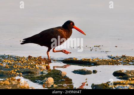 A Black Oyster Catcher bird  (Haematopus bachmani)  in the early morning light foraging along the shore of Vancouver Island British Columbia Canada. Stock Photo