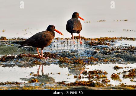 A Black Oyster Catcher birds (Haematopus bachmani)  foraging in the early morning light foraging along the shore of Vancouver Island British Columbia Stock Photo