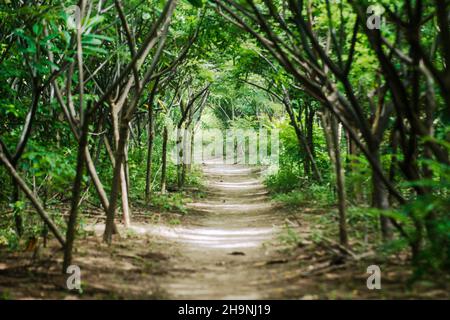 Walking path covered by lush green tropical forest. Trail goes straight ahead direction through jungle Stock Photo