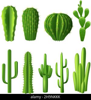 Different types of cactus plants realistic decorative icons set isolated vector illustration Stock Vector