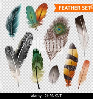 Bird feathers watercolor vector drawing made by hand. Realistic bird  feathers. Detailed colorful feathers of different birds. isolated on  transparent background. Illustration of bird feather 13926838 Vector Art at  Vecteezy