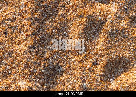 A background of shells on a seashell beach. A large number of small shells. Top view. Flat lay. Stock Photo
