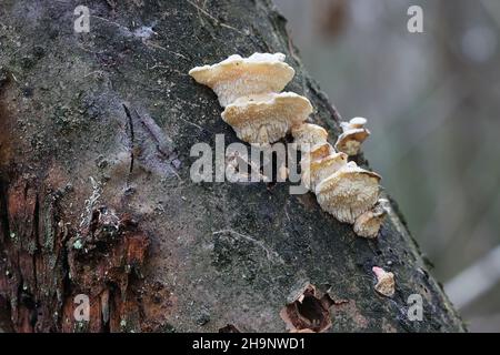 Antrodiella serpula, a polypore fungus growing on hazel in Finland, no common English name Stock Photo