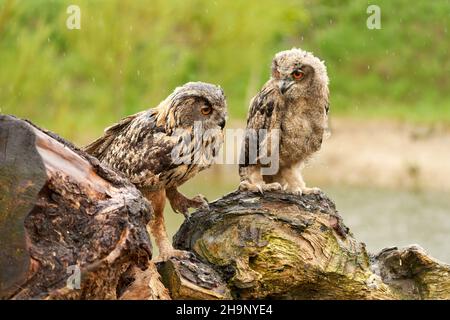Two wild Eurasian eagle owls are sitting outside on a tree trunk in the rain. Red eyes, young bird with its mother. Lake in background. Stock Photo