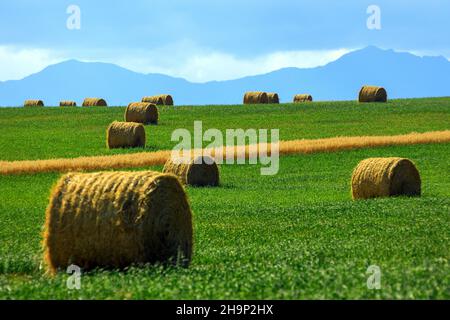 Nestled between the Rocky Mountains and the Canadian prairie, in the high ranching country of Alberta, is the historic Cowboy Trail. This scenic route Stock Photo