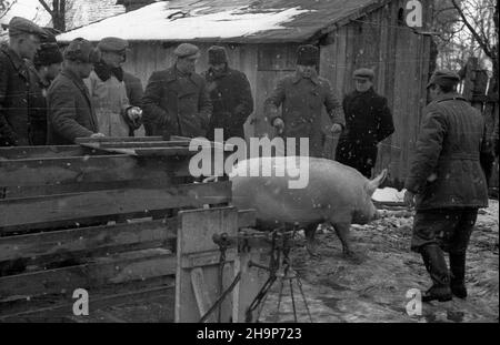 Izbica, 1949-02. Akcja H (batalia o miêso i t³uszcze). Skup trzody chlewnej zorganizowany przez Zwi¹zek Samopomocy Ch³opskiej (ZSCh).  msa  PAP    Dok³adny dzieñ wydarzenia nieustalony.      Izbica, Feb, 1949. The H campaign (battle for meat and fats). Pig purchase organized by Peasant Self-Help Union (ZSCh).   msa  PAP Stock Photo