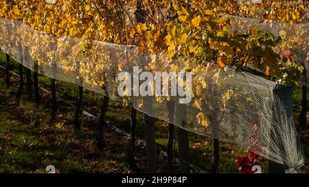 White netting on autumn yellow vines to prevent bird and wind damage, Otago region, South Island of New Zealand. Stock Photo