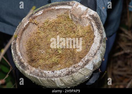 Wren bird nesting box, domed shaped nest box with a mossy nest being cleaned out in winter, UK Stock Photo