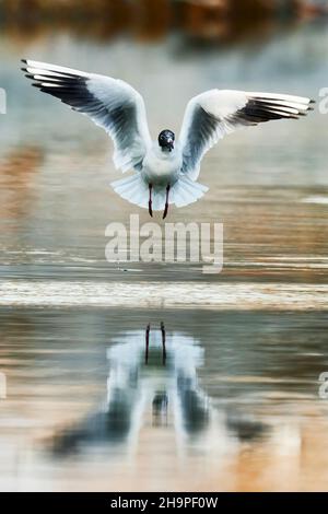 Black headed gull in flight at winter sunrise. Mirror reflection. Landing on the water surface.  Flying with spread wings. Genus Larus ridibundus. Stock Photo