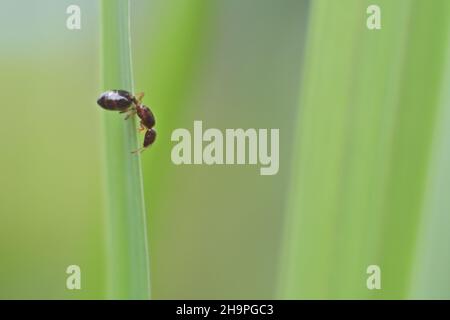 Selective focus shot of an ant crawling on a grass blade Stock Photo