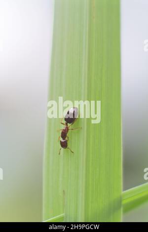 Selective focus shot of an ant crawling on a grass blade Stock Photo