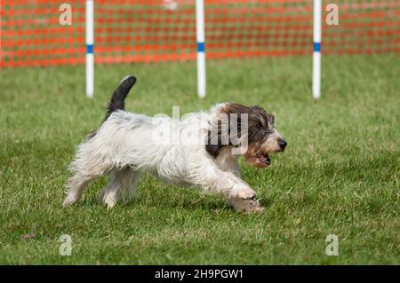 Petit Basset Griffon Vendéen (PBGV) running Stock Photo