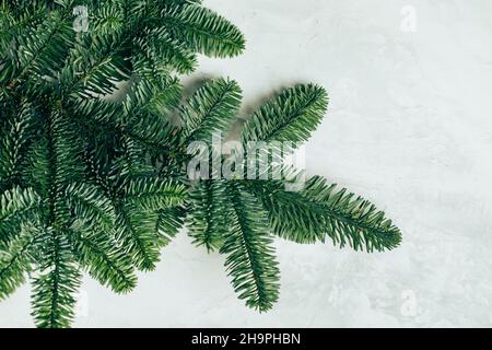 Nobilis spruce branches on light background. Stock Photo
