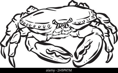 Crab Crustacean Shell Vector Cartoon Illustration Stock Vector Image ...