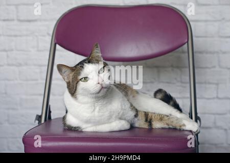 Cute tabby cat lying on a chair and looking away. Stock Photo