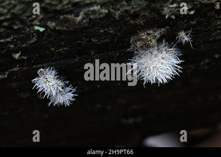 Tilachlidium brachiatum, known as cactus fungus, a sac fungus growing on spruce deadwood in Finland Stock Photo
