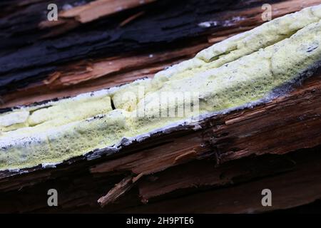 Antrodia xantha, known as Yellow Porecrust, crust fungus from Finland Stock Photo