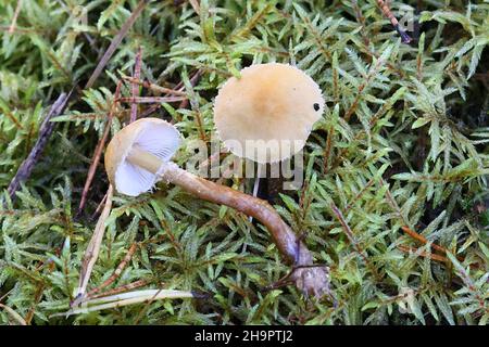 Cystoderma amianthinum, commonly called the saffron parasol, the saffron powder-cap, or the earthy powdercap, wild mushroom from Finland Stock Photo
