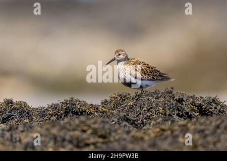 Closeup shot of a Dunlin bird on a rocky surface against a blurred background Stock Photo