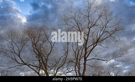 Dramatic Sky with trees in foreground Stock Photo