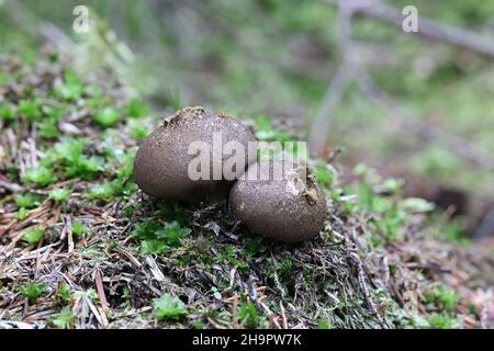 Lycoperdon sp, a puffball from Finland Stock Photo