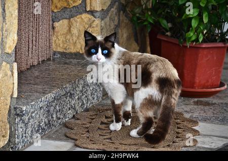 Blue-eyed mixed Siamese cat in front of house entrance, cat standing on doormat looking at camera, domestic cat, Spain Stock Photo