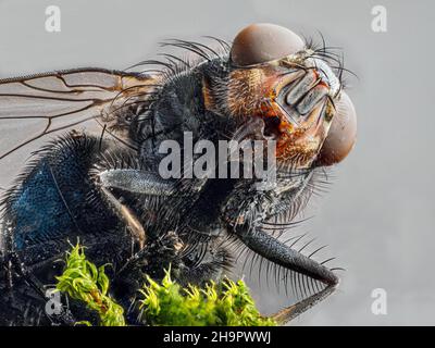 House fly (Musca domestica), head, macro shot, light background, Baden-Baden, Baden-Wuerttemberg, Germany Stock Photo