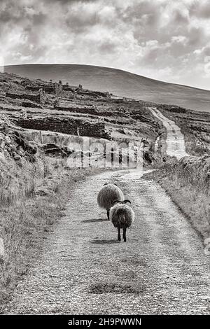 Two sheep walking together on road on Mount Slievemore, Deserted village of Slievemore, Acaill, Achill Island, Mayo, Ireland Stock Photo