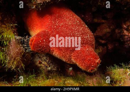Red sea squirt (Halocynthia papillosa), Kannensee squirt, Mediterranean Sea, Sicily, Italy Stock Photo