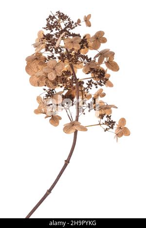 Seed head of a panicle hydrangea (Hydrangea paniculata) on a white background, studio photo, Germany Stock Photo