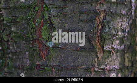 cherry tree old bark structure Stock Photo
