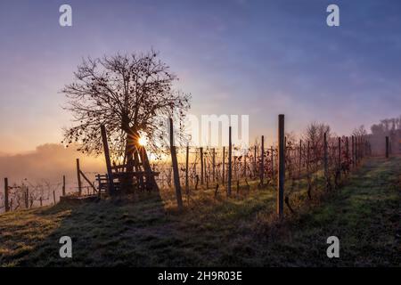KIPITA20210201 Sunrise over the vineyards, Canale, Province of Cuneo, Piedmont, Italy Stock Photo